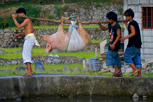 Bringing Home the Bacon - How to carry a live pig from a pole