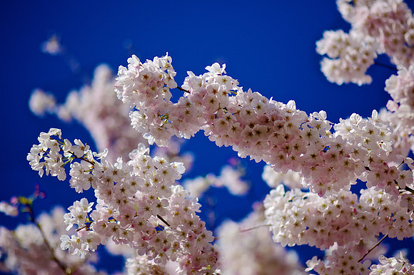 Cherry Blossoms on Blue