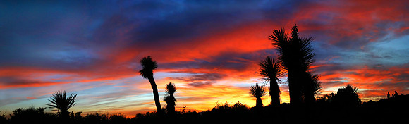 Joshua Tree Sunset Panorama