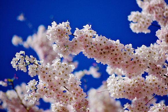 Cherry Blossoms on Blue