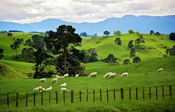 New Zealand Sheep