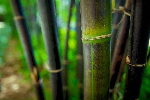 Bamboo Bokeh