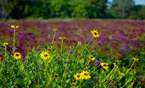 Field of Color in Solana Beach: Brown-Eyed Susan Flowers