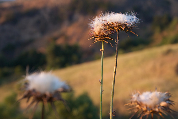 Beautiful Thistles: Closeup
