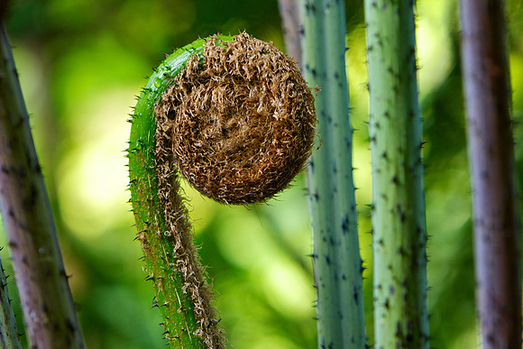 Green Fern Shoot
