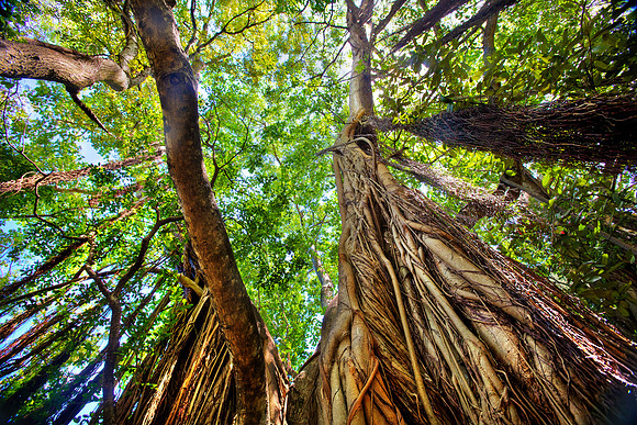 Strangler Fig - Banyan Tree