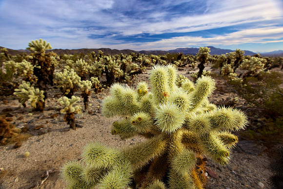 Cholla Cactus Garden - Joshua Tree National Park