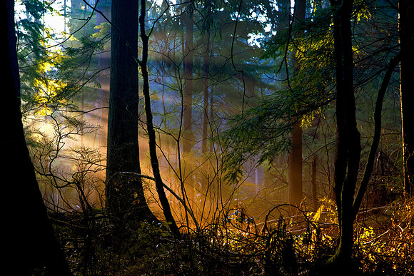 Color Version: Sun Rays in Stanley Park, Vancouver
