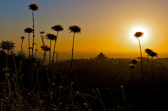 Beautiful Thistles: Silhouette