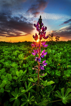 Illuminated Lupin Flower