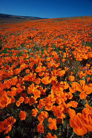 California Poppies: Antelope Valley