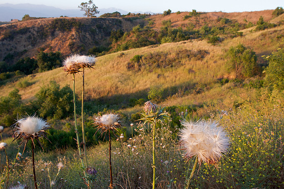 Beautiful Thistles: Landscape