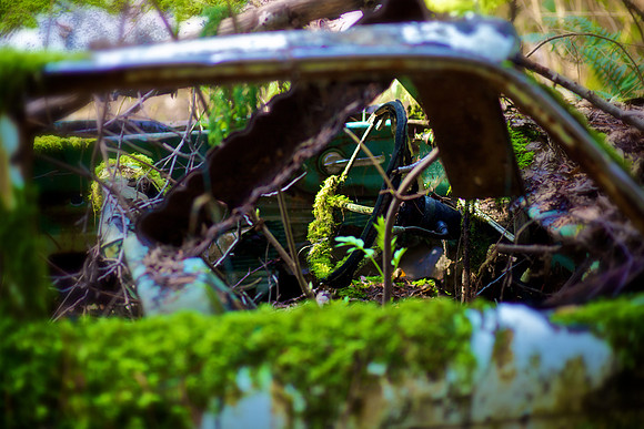 Abandoned In The Forest