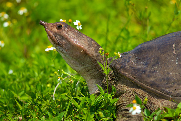 Florida Softshell Turtle - Everglades