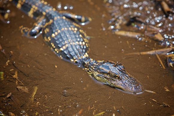 Baby Gator - Everglades National Park