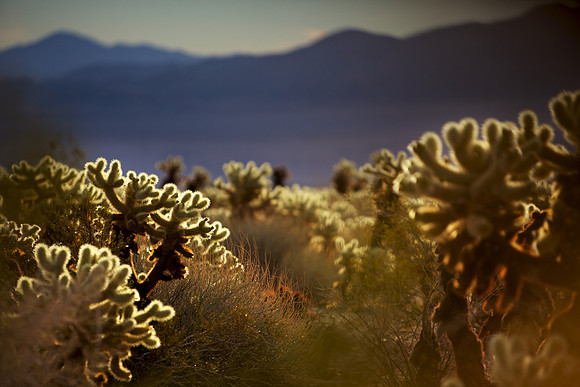Teddy Bear Cholla Cactus at Sunrise