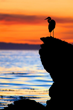 Elegant Egret Silhouette at Sunset - Little Corona, Corona del Mar State Beach, CA