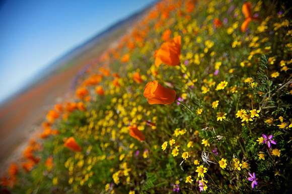 Desert Bloom - Antelope Valley, CA