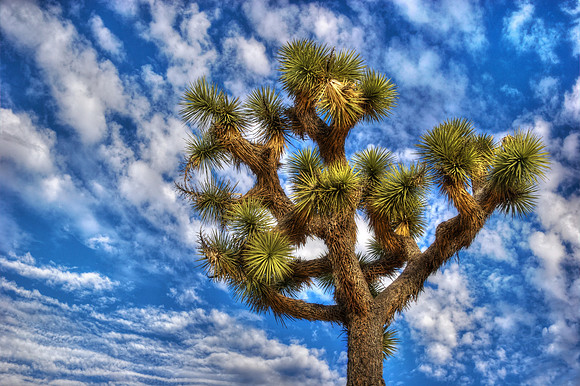 Joshua Tree