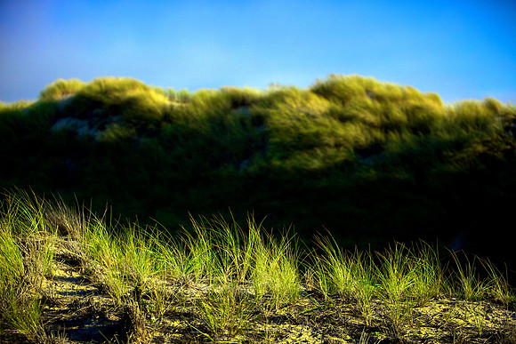 Waves of Green - Pismo Dunes, Oceano Dunes - Pismo Beach, CA
