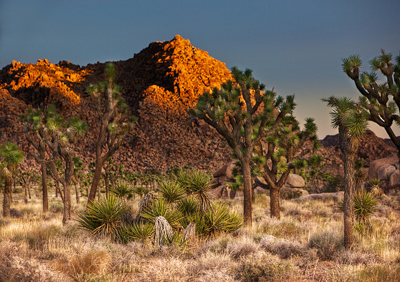 Sunrise in the Desert - Joshua Trees, Yucca, and a Rocky Mountain