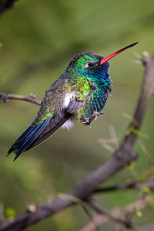 Broad-Billed Hummingbird (Cynanthus latirostris)