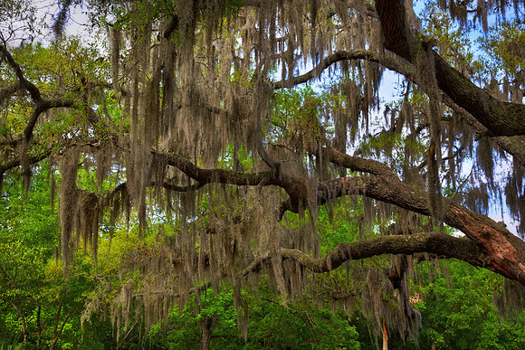 Live Oak Draped in Spanish Moss