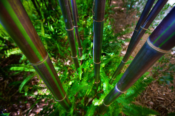 Green Bamboo Perspective