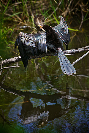 Stunning Sunning Anhinga