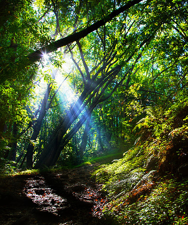 Forest Light Rays - Pfeiffer Big Sur State Park, CA