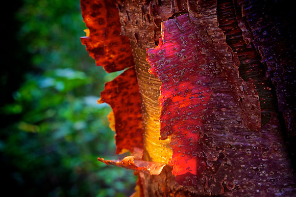 Peeling Gumbo Limbo, Bathed in Light