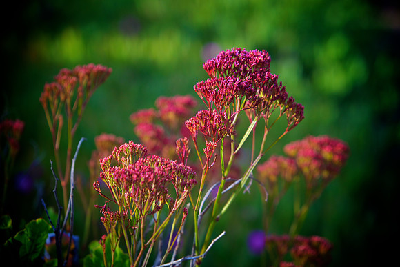 Early Spring - Statice Plant - Solana Beach, CA