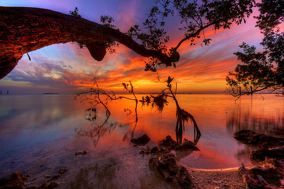 Mangroves at Sunset - Key Largo, Florida