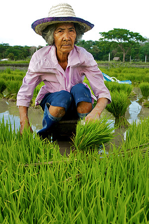 Portrait of an Old Woman working in Rice Fields - Philippines, Bagabag